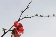 هوای تهران در مرز پاکی/ کاهش دمای هوای پایتخت
