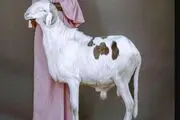 این گوسفند ۳ میلیارد تومان ارزش دارد!
