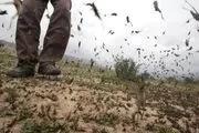 هشدار جهاد کشاورزی نسبت به حمله ملخ های مراکشی به مراتع