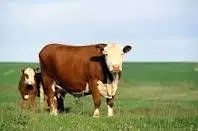گاوها مقصر گرانی مواد لبنی معرفی شدند!