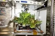 گیاهانی که در فضا پرورش داده می شوند
