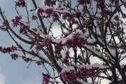 بارش بی سابقه برف ملایر را سفید پوش کرد+تصاویر