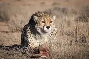 اعتباری که می‌توانست پارک ملی توران را احیا کند اما ...
