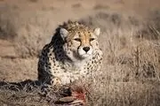 اعتباری که می‌توانست پارک ملی توران را احیا کند اما ...
