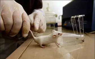 موفقیت دانشمندان در طولانی کردن عمر موش‌ها