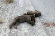 
کشته شدن دو توله خرس در سمنان+تصاویر
