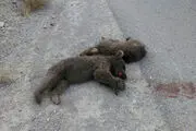 
کشته شدن دو توله خرس در سمنان+تصاویر
