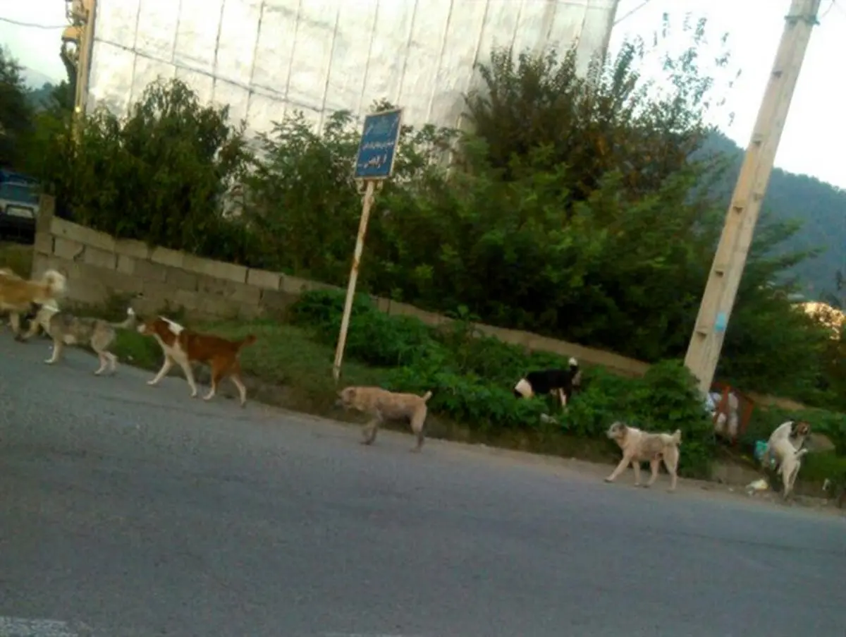 جولان سگهای ولگرد در ماسال + تصاویر