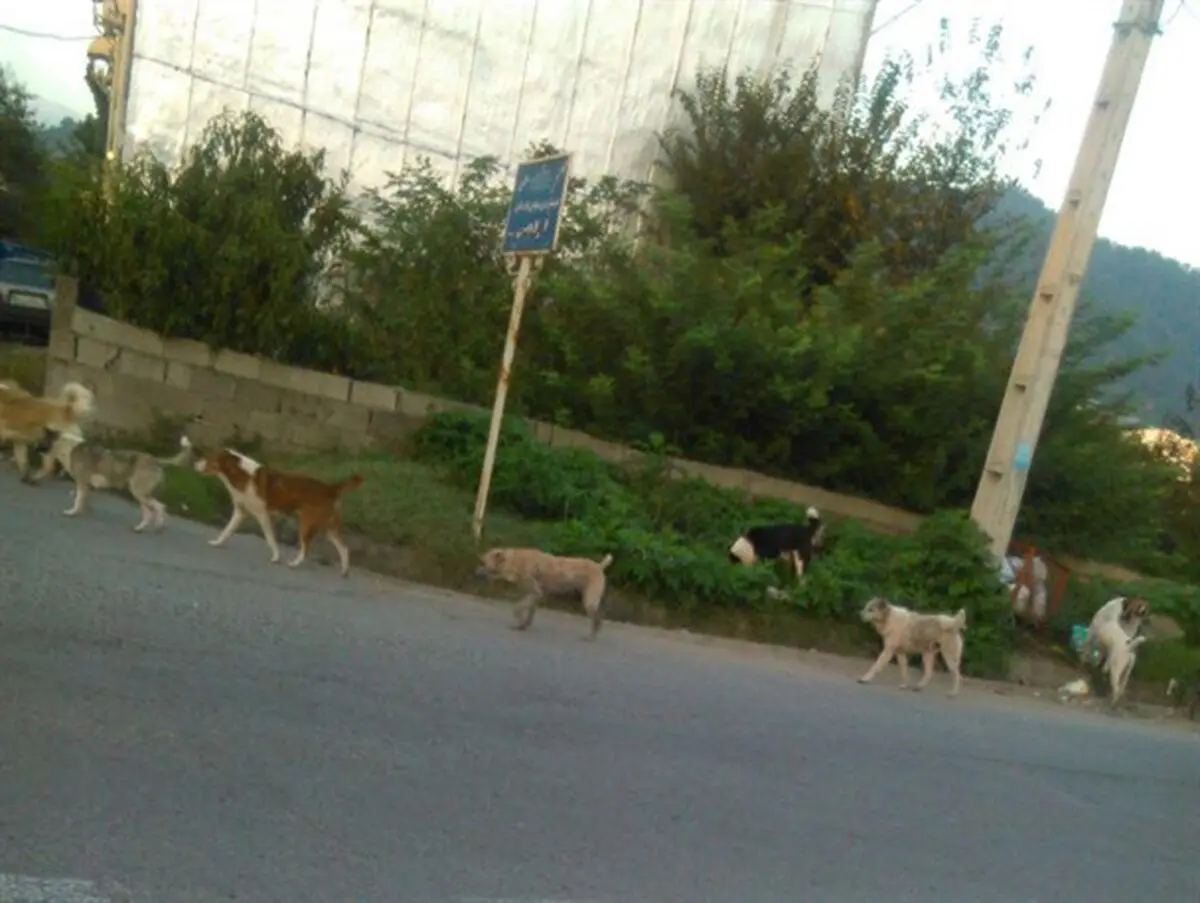 جولان سگ‌های ولگرد در ماسال + تصاویر