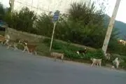 جولان سگ‌های ولگرد در ماسال + تصاویر
