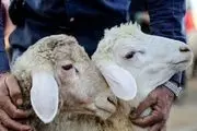 قیمت گوسفند زنده چند؟| آخرین قیمت گوسفند زنده برای عید قربان 1402