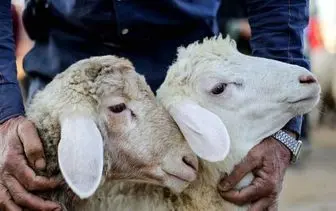 قیمت گوسفند زنده چند؟| آخرین قیمت گوسفند زنده برای عید قربان 1402