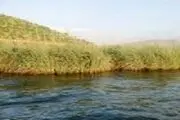 آتش بر پیکره نیزارهای تالاب زریوار افتاد
