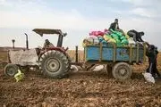 برداشت زودهنگام سیب‌زمینی در اردبیل