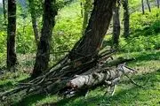 تحمیل مرگ بر درختان هیرکانی - مازندران/ گزارش تصویری