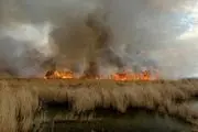 تداوم آتش‌سوزی در تالاب هورالعظیم