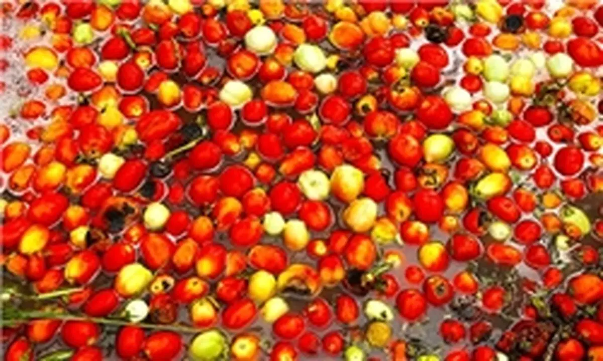 پلمب 2 کارگاه تولید کره حیوانی و رب گوجه فرنگی غیرمجاز در سراب