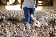 توزیع گسترده مرغ تنظیم بازاری با قیمت ١١ هزارو ۵۰۰ تومان