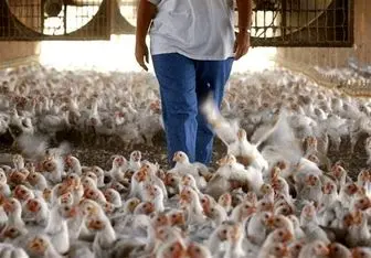 میزان روزانه مصرف گوشت مرغ به ۷ هزار تن رسید