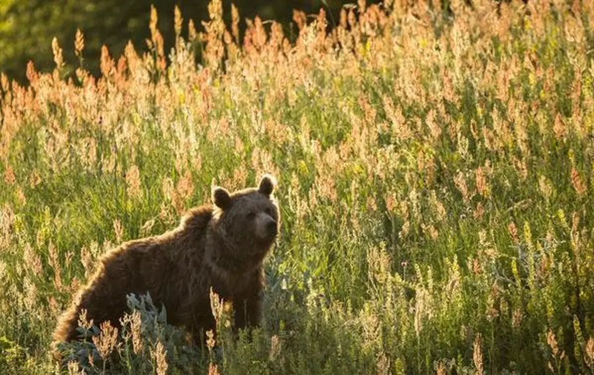 
ثبت تصاویر زیبا از تنوع زیستی کم نظیر ساری
