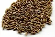 گندم سیاه خاصیت آنتی اکسیدانی دارد