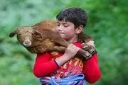 کوچ دام از شالیزارها به منطقه کوهستانی / گزارش تصویری