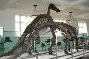 گشت و گذار در موزه تاریخ طبیعی آمریکا با حضور بزرگترین دایناسورها +عکس