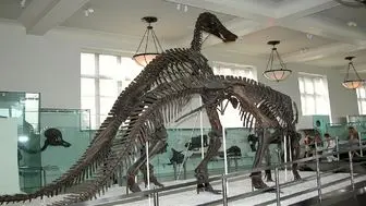گشت و گذار در موزه تاریخ طبیعی آمریکا با حضور بزرگترین دایناسورها +عکس