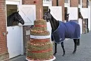 کیک تولد جالب برای اسب‌ها در لندن/ تصاویر