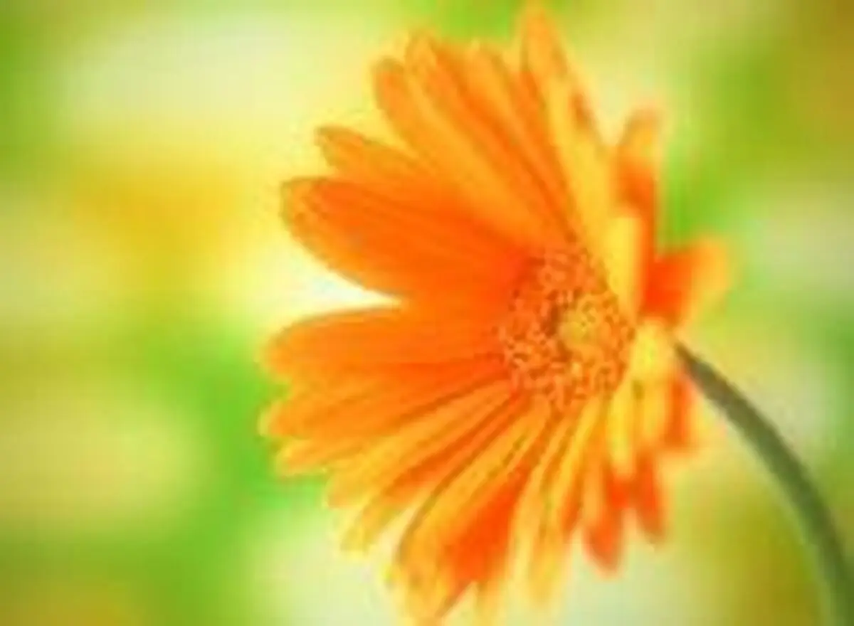 سایبان مومن در قیامت چیست؟