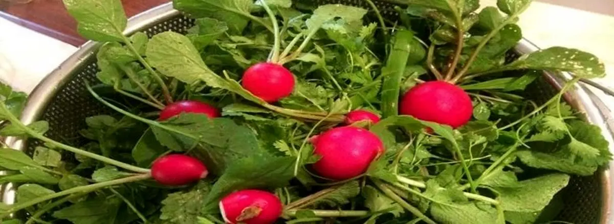 فواید اعجاب برانگیز برگ تربچه