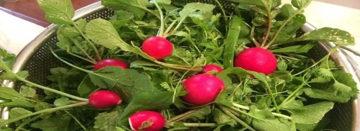 فواید اعجاب برانگیز  برگ تربچه