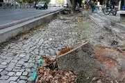 غرس بیش از سه‌هزار درخت چنار در خیابان ولی‌عصر طی سال‌های اخیر