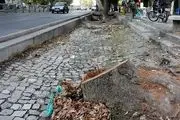 غرس بیش از سه‌هزار درخت چنار در خیابان ولی‌عصر طی سال‌های اخیر