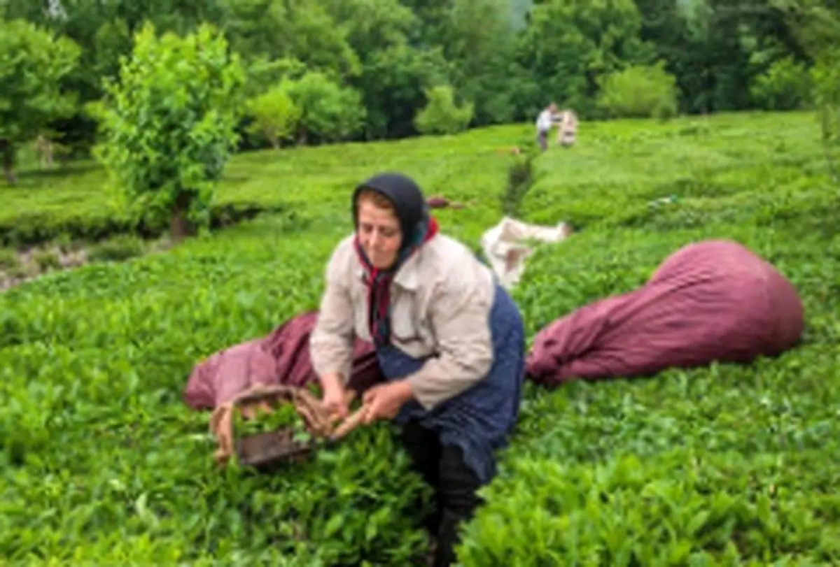 کاشت چای صرفه اقتصادی ندارد