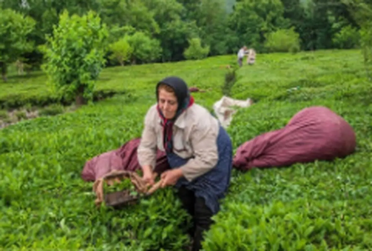 کاشت چای صرفه اقتصادی ندارد