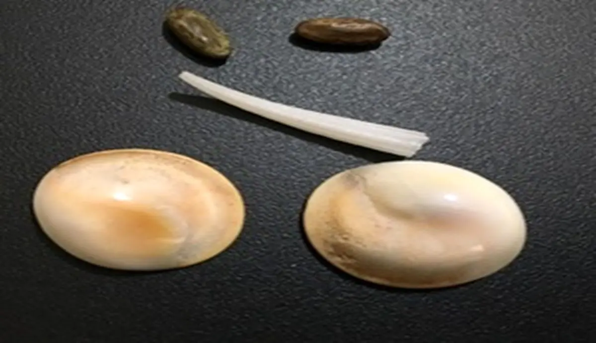مهره مار اصل