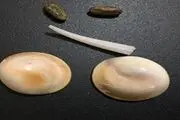 مهره مار اصل
