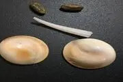 مهره مار اصل