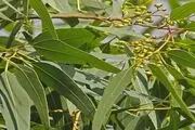 دردسرهای عجیب درخت اکالیپتوس برای ایرانیان
