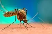 پشه‌ها چه رنگی را برای نیش زدن دوست دارند؟