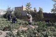 
برداشت بادام و گوجه فرنگی در قالب اردوی جهادی 7 روزه توسط بانوان ارومیه ای