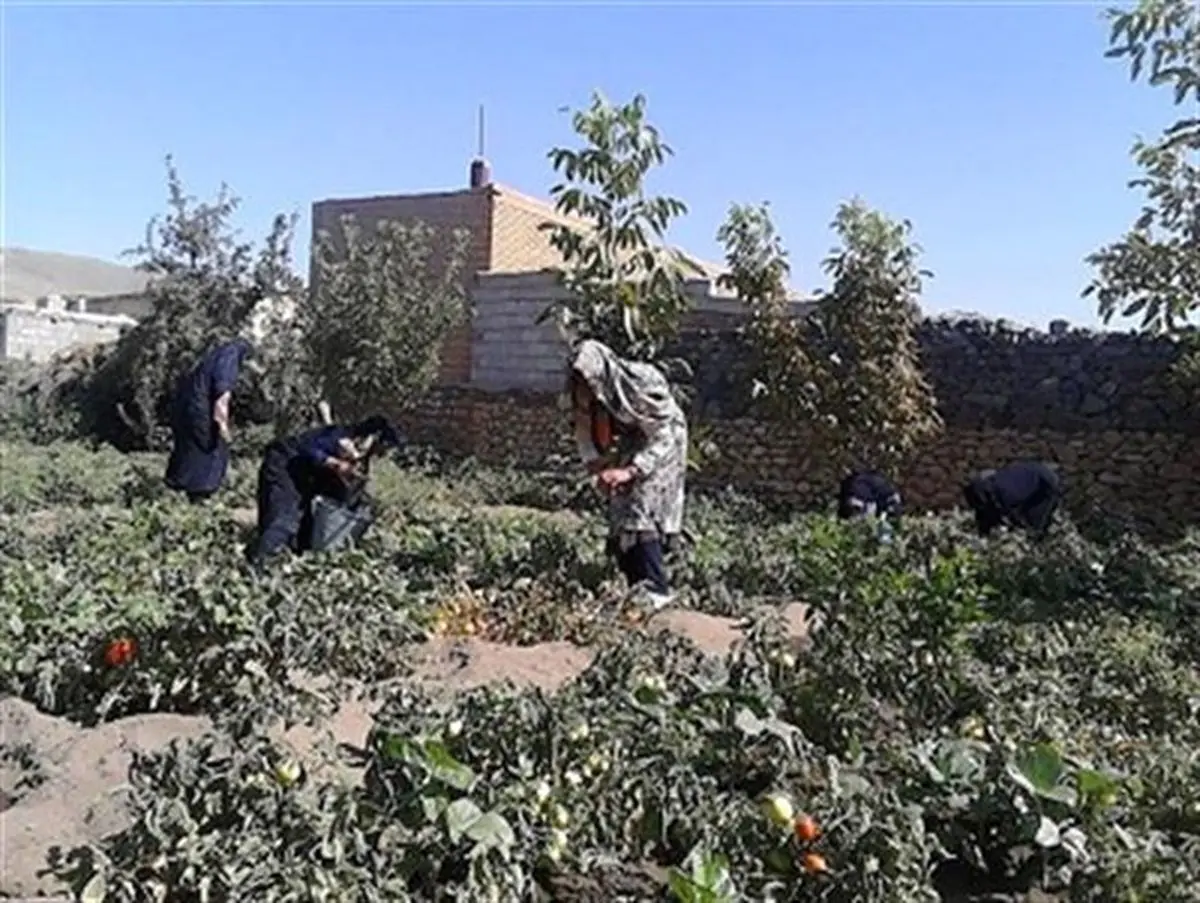 
برداشت بادام و گوجه فرنگی در قالب اردوی جهادی 7 روزه توسط بانوان ارومیه ای
