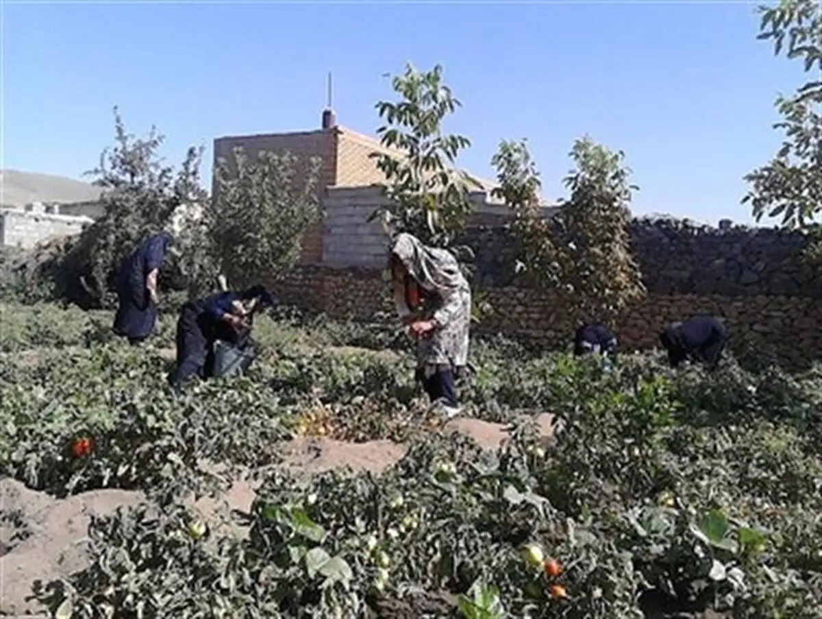 
برداشت بادام و گوجه فرنگی در قالب اردوی جهادی 7 روزه توسط بانوان ارومیه ای