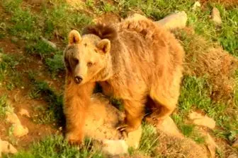 جراحت مرد چهارمحالی براثر حمله خرس