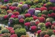 باغی زیبا در شیراز/ عکس