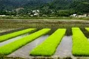 یافته‌های نگران‌کننده در مورد سطح آرسنیک در برنج