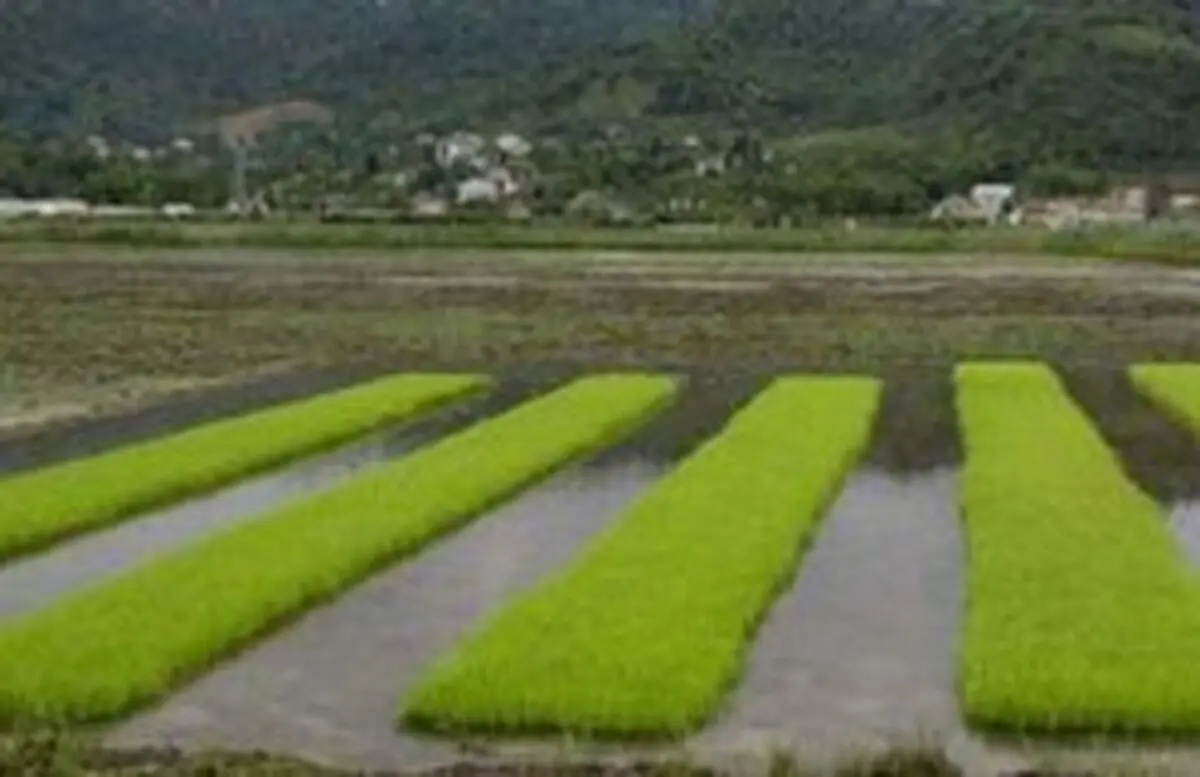 یافته‌های نگران‌کننده در مورد سطح آرسنیک در برنج