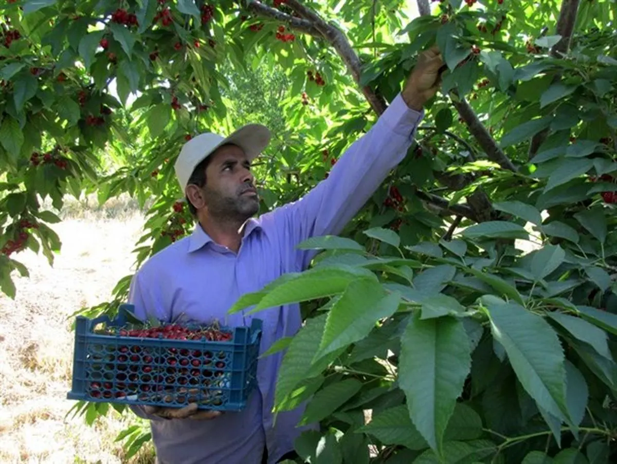 افزایش یک و نیم برابری قیمت گیلاس از مزرعه تا مغازه، نتیجه پشتکار دلالان