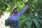 افزایش یک و نیم برابری قیمت گیلاس از مزرعه تا مغازه، نتیجه پشتکار دلالان